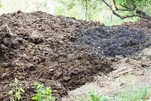 mucchio di cavallo letame su Giardino dietro la casa foto