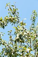 ramoscelli di Pera albero con maturo frutta foto