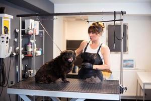 animale domestico parrucchiere donna taglio pelliccia di carino nero cane foto