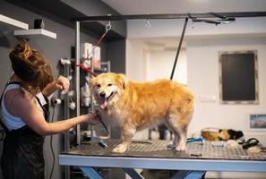 animale domestico parrucchiere donna taglio pelliccia di carino giallo cane foto