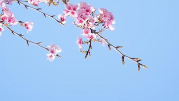 bellissimo rosa ciliegia fiori sakura con rinfrescante nel il mattina su blu cielo sfondo nel Giappone foto
