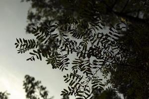 le foglie di montagna cenere. pianta struttura. rami di albero. Rowan nel estate. dettagli di natura. foto