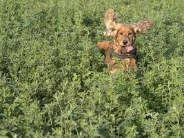 contento cane cocker spagnolo nel il verde erba campo foto