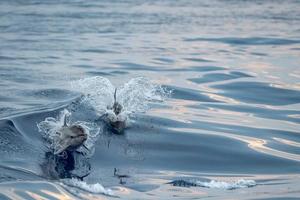 delfino mentre salto nel il mare a tramonto foto