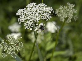 valgo emittero scarafaggio insetto vicino su su bianca fiore foto