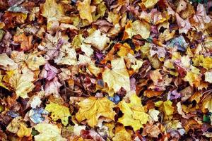 colorato luminosa le foglie caduta nel autunnale parco. foto