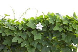 coccinia grandis voig o cucurbitaceae con bianca fiore quello cresce nel il giardino di il filo recinto è un' verdura e erba isolato su bianca sfondo incluso ritaglio sentiero. foto