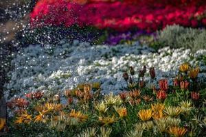 irrigazione fiori e impianti dettaglio di acqua gocce foto