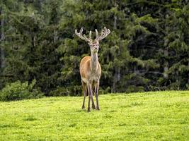 maschio rosso cervo ritratto guardare a voi foto