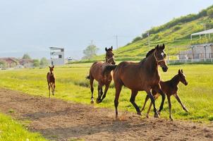 cavalli nel campo foto