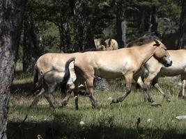 przewalski cavallo ritratto nel estate foto