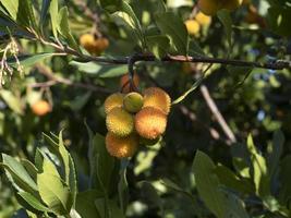 fragola frutta albero nel liguria, Italia foto