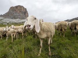 pecora gregge nel dolomiti montagna foto