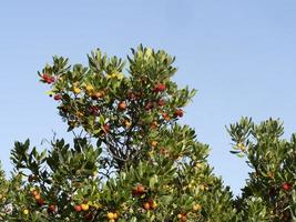 fragola frutta albero nel liguria, Italia foto