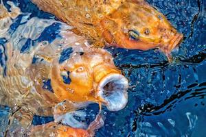 koi carpa Aperto bocca mentre mangiare foto