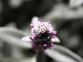 stachys bizantina argento foglia pianta con fiore foto