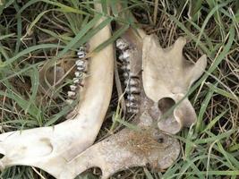 maggese cervo scheletro ossatura mangiato di wold e coperto di vermi foto