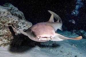 infermiera squalo vicino su su nero a notte foto