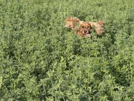 contento cane cocker spagnolo nel il verde erba campo foto