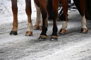 cavallo zoccolo su neve dettaglio foto