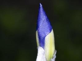 iris fiore isolato vicino su macro foto