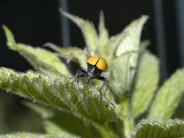 arancia coccinella vicino su macro foto