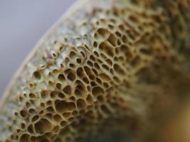 suillus granulato fungo vicino su foto