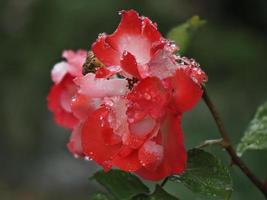 rosso e rosa rosa con pioggia gocce foto