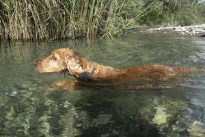 cocker spaniel cane nuoto nel il acqua foto