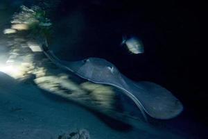 gigante pastinaca nera Stingray pesce foto