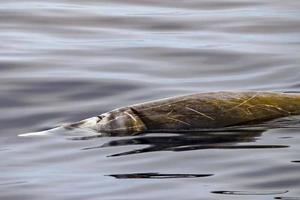 cuvier becco balena vicino su ritratto foto