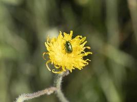 verde insetto macro su giallo fiore foto