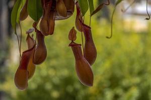 nefenti carnivoro pianta vicino su foto