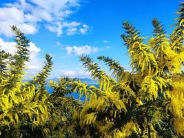 giallo mimosa fiore fiorire donne giorno simbolo regalo foto