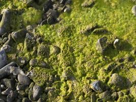 fiume verde alghe su rocce foto
