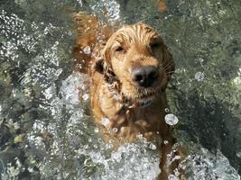 cocker spaniel cane nuoto nel il acqua foto