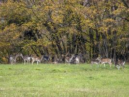 maggese cervo famiglia nel autunno stagione piace pittura foto