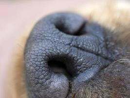 cane nero naso vicino su dettaglio inglese cocker spaniel foto