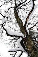 cumulo di neve su albero foto