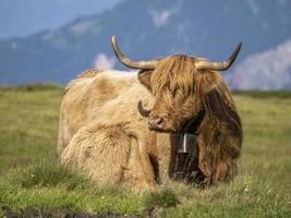 montanaro Scozia peloso mucca madre e bambino neonato vitello foto