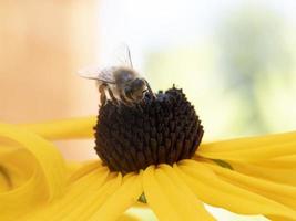 ape volare su echinacea pianta fiore vicino su foto