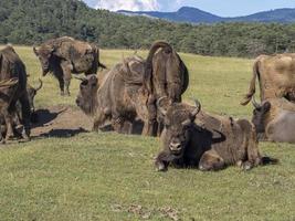 europeo bisonte ritratto nel estate foto