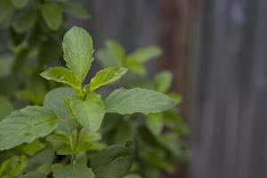 basilico medicinale o pianta di foglie di tulsi biologico verde foto