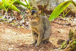 bellissimo gatto carino con gli occhi verdi nella giungla tropicale messico. foto