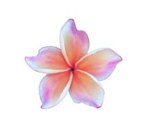 plumeria o fiore di frangipani. primo piano bellissimo bouquet di fiori rosa-viola isolato su sfondo bianco. foto