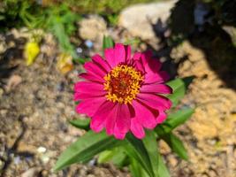 primo piano o macro di zinnia di fiori di carta rosa in fiore foto