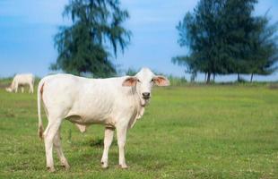 una mucca bianca sta in mezzo al prato guardando la telecamera. le mucche mangiano erba nel mezzo di un campo aperto, erba verde brillante. foto