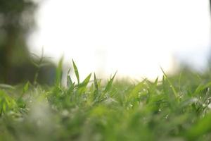 erba verde in natura, mattina fresca con rugiada sulle foglie, immagine di sfondo della natura foto