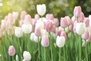 fiore di tulipano rosa che fiorisce nel giardino primaverile, fuoco selettivo morbido foto