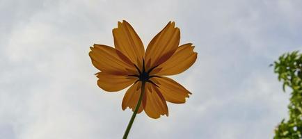 scenario inferiore di petali gialli di zinnia zinnia elegans soffiati dal vento con uno sfondo di cielo blu foto